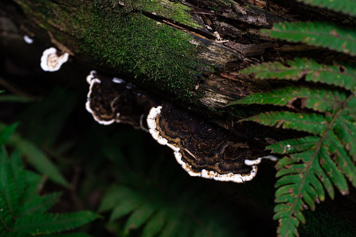 forest textures