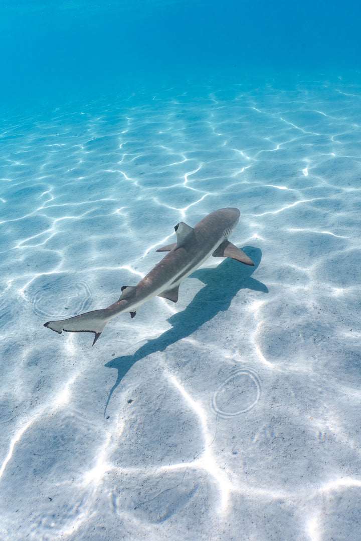 black tip 5