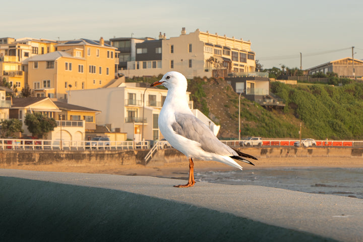 early bird