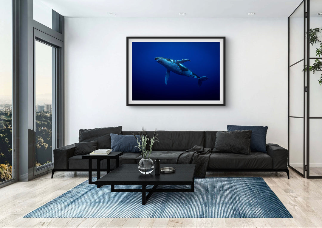 humpback whale 1