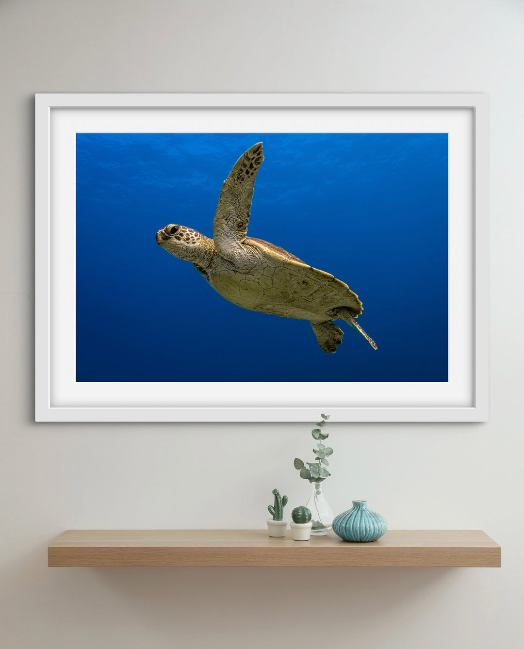 Ningaloo Turtle