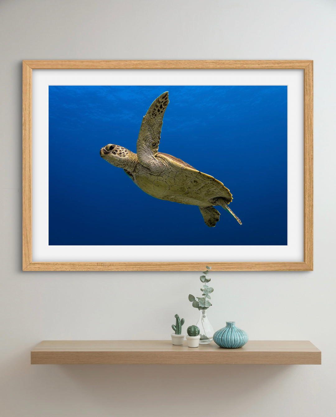 Ningaloo Turtle