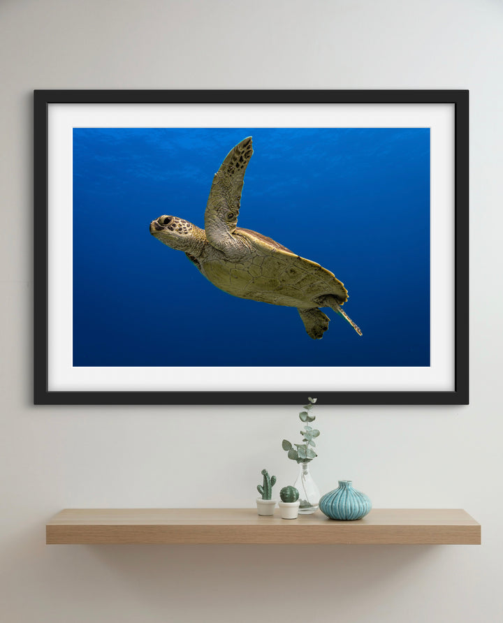 Ningaloo Turtle