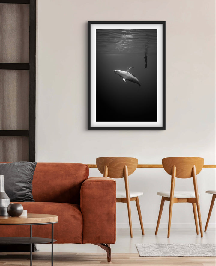 humpback whale 8