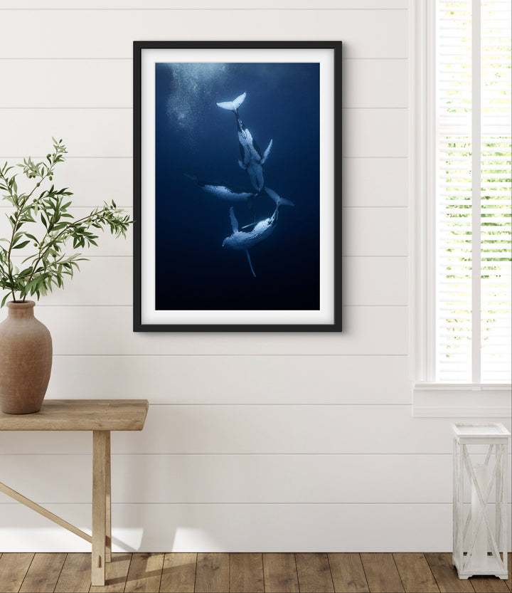 humpback whale 7