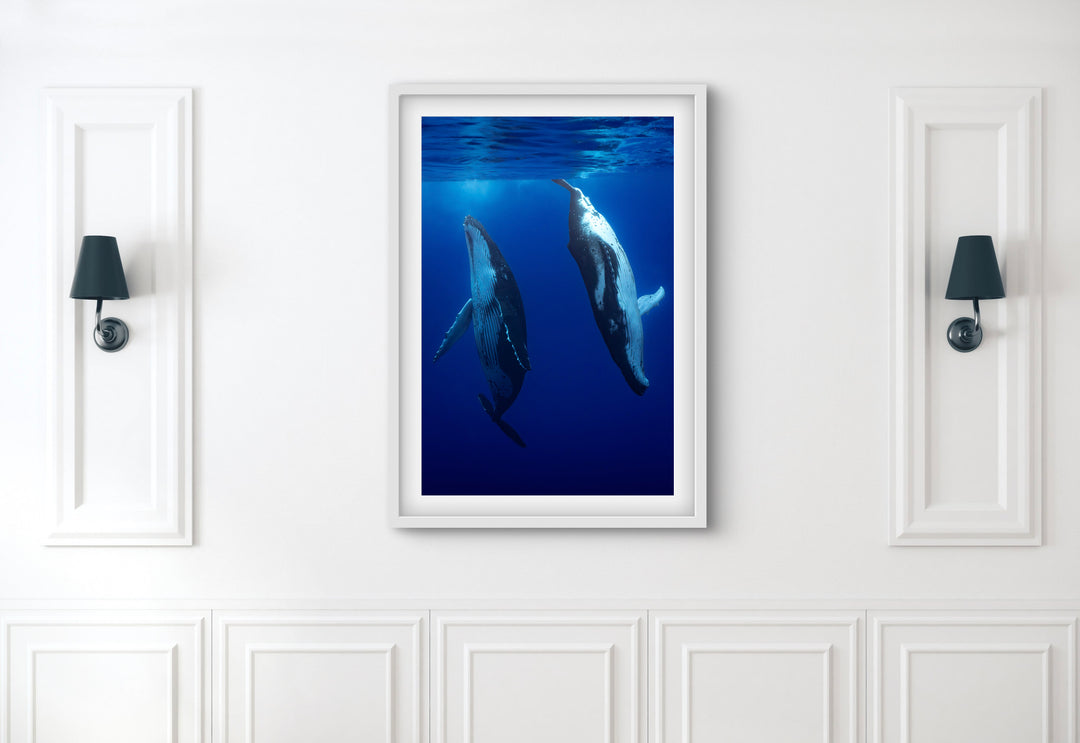 humpback whale 6