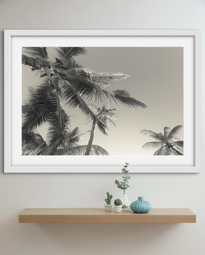 BW palms