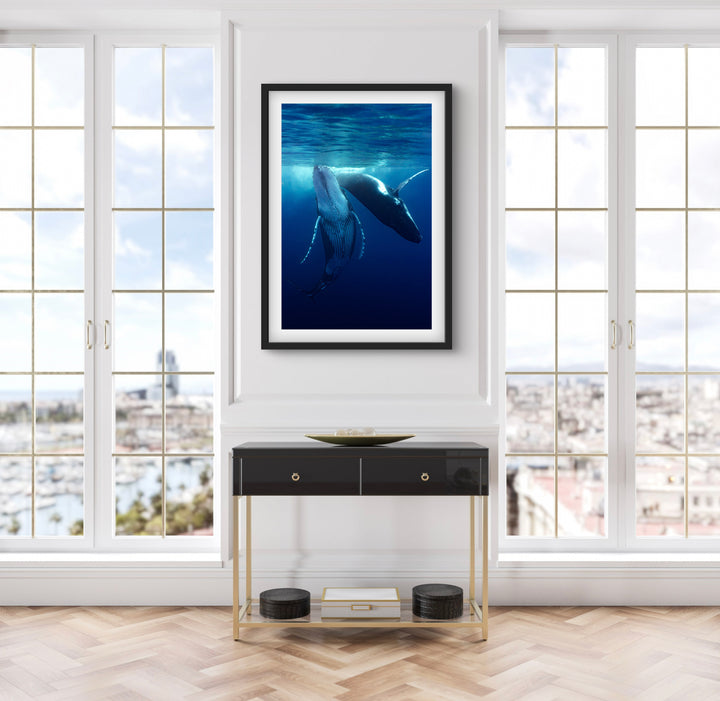 humpback whale 5