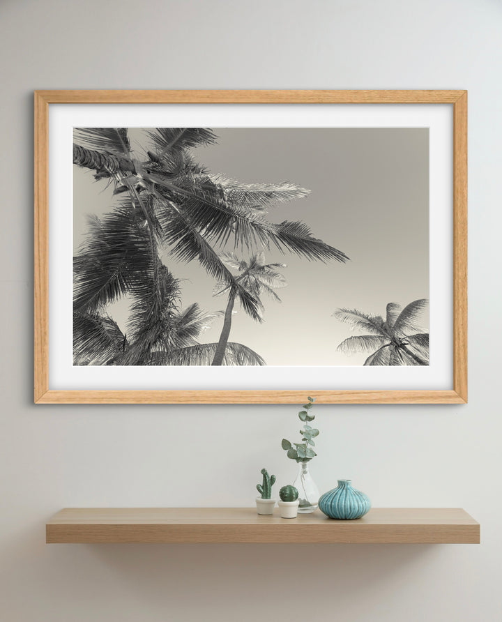 BW palms
