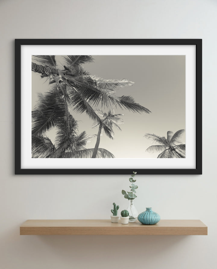 BW palms