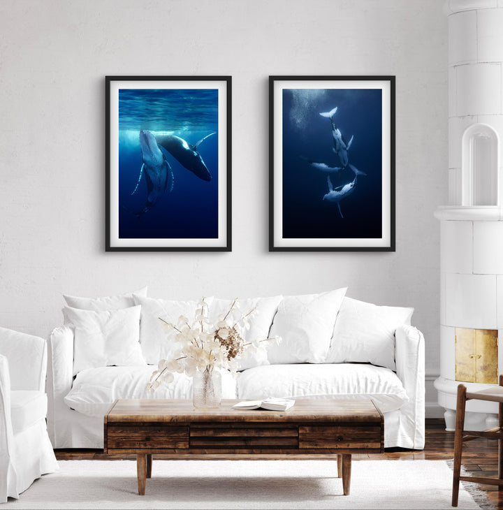 humpback whale 5