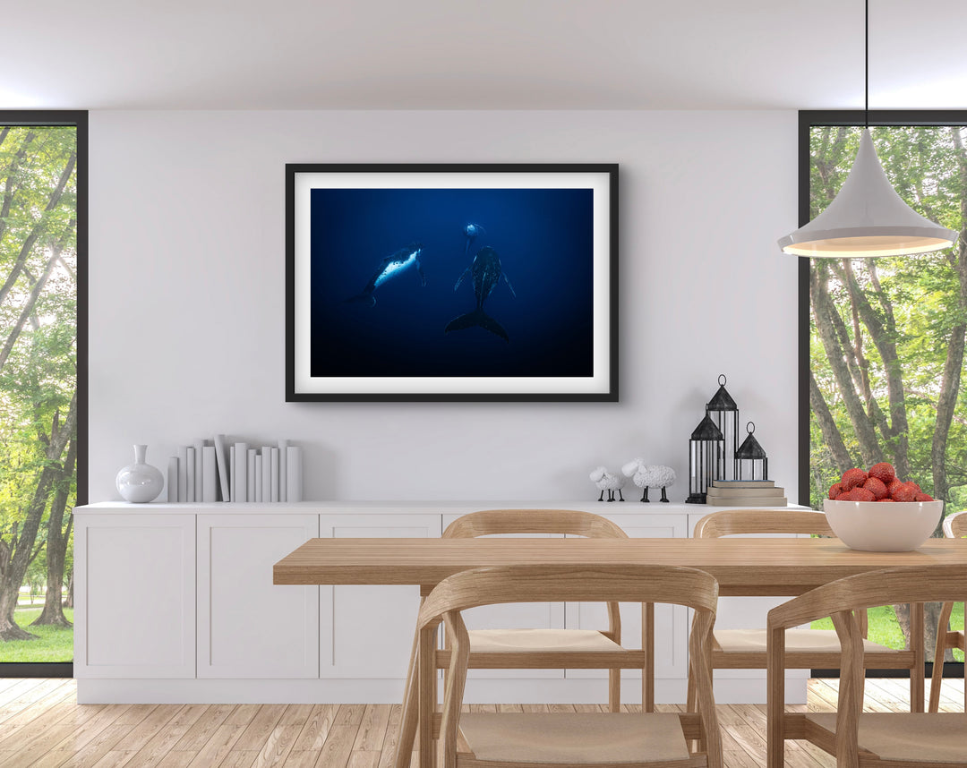 humpback whale 4