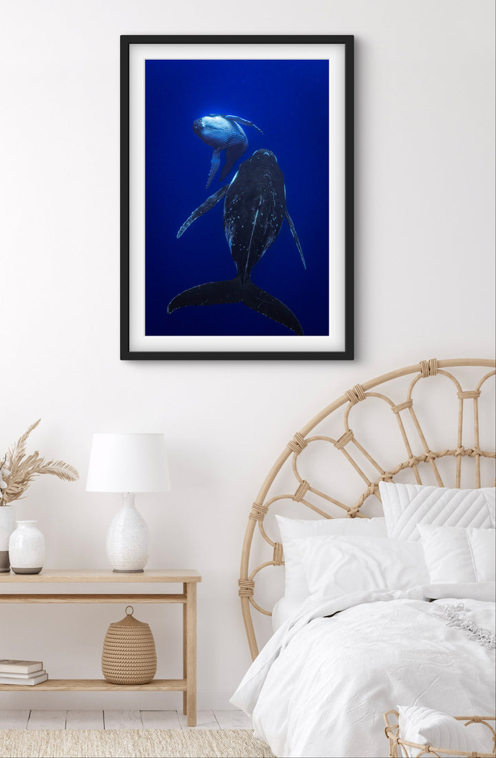 humpback whale 3