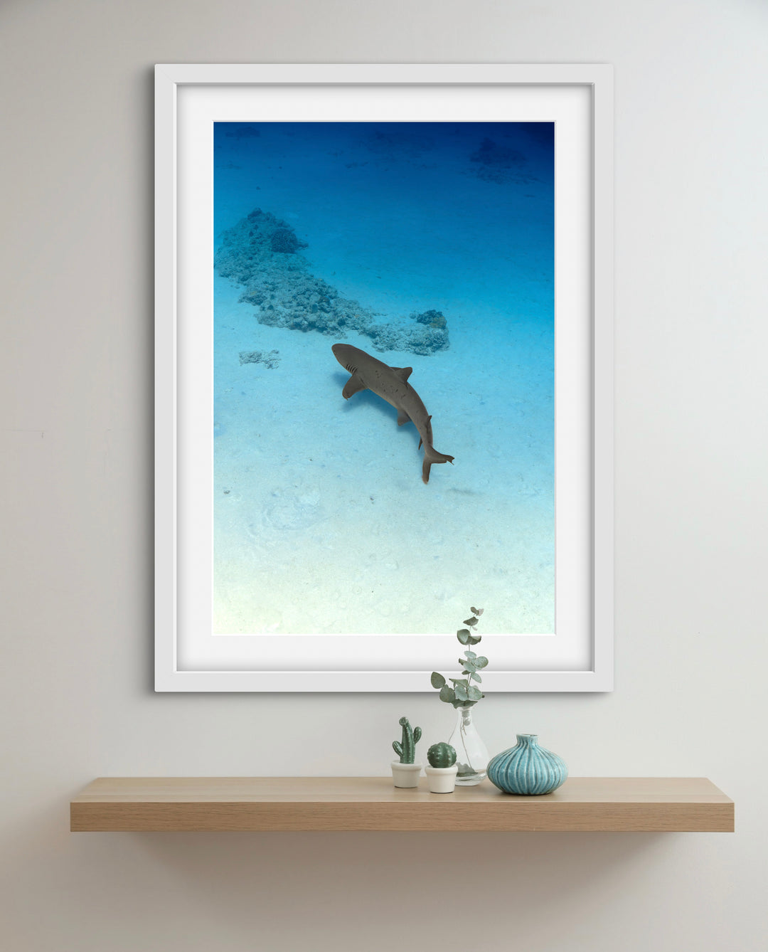 exmouth reef shark