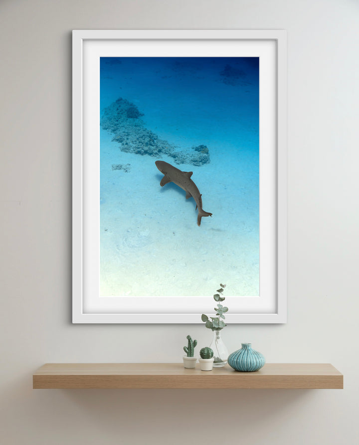 exmouth reef shark
