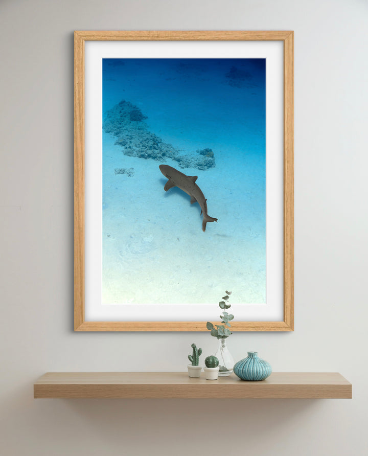 exmouth reef shark