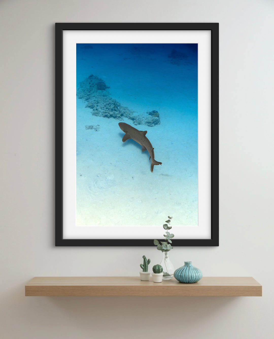 exmouth reef shark