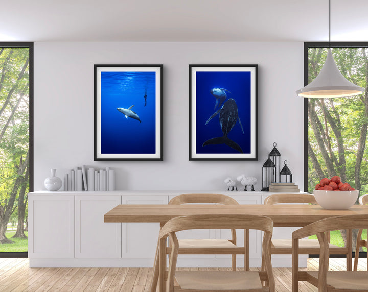 humpback whale 2