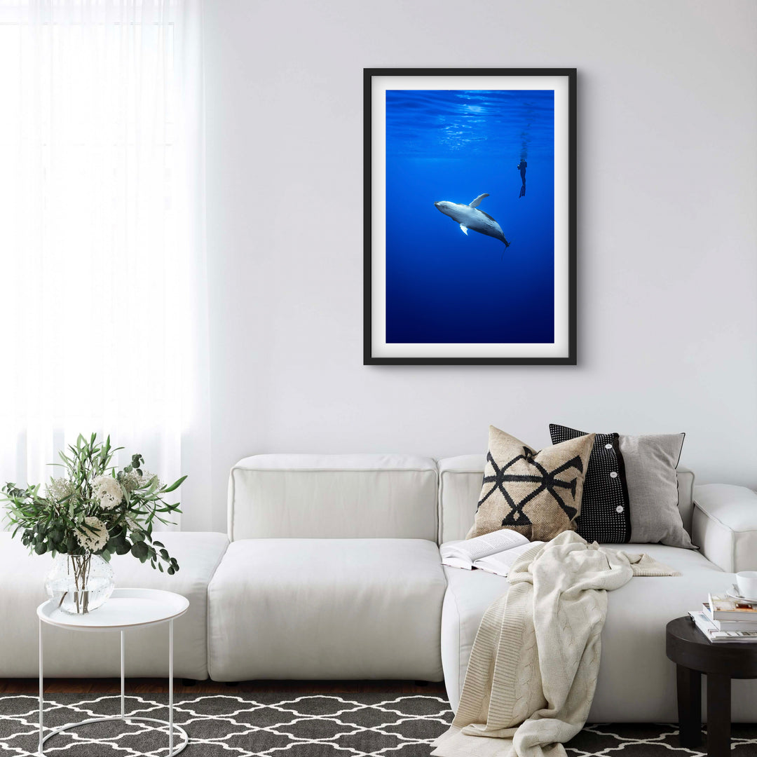 humpback whale 2
