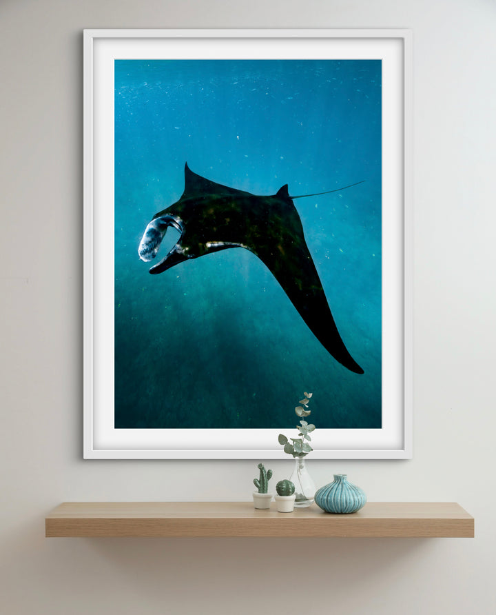 manta magic
