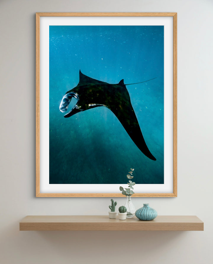 manta magic