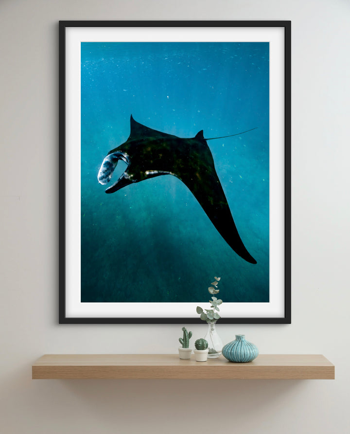 manta magic