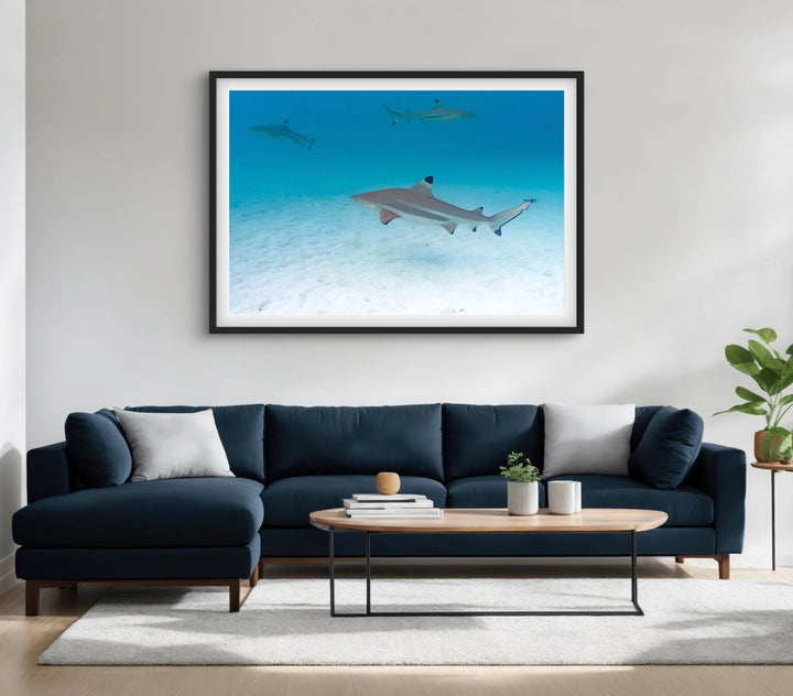 tres shark