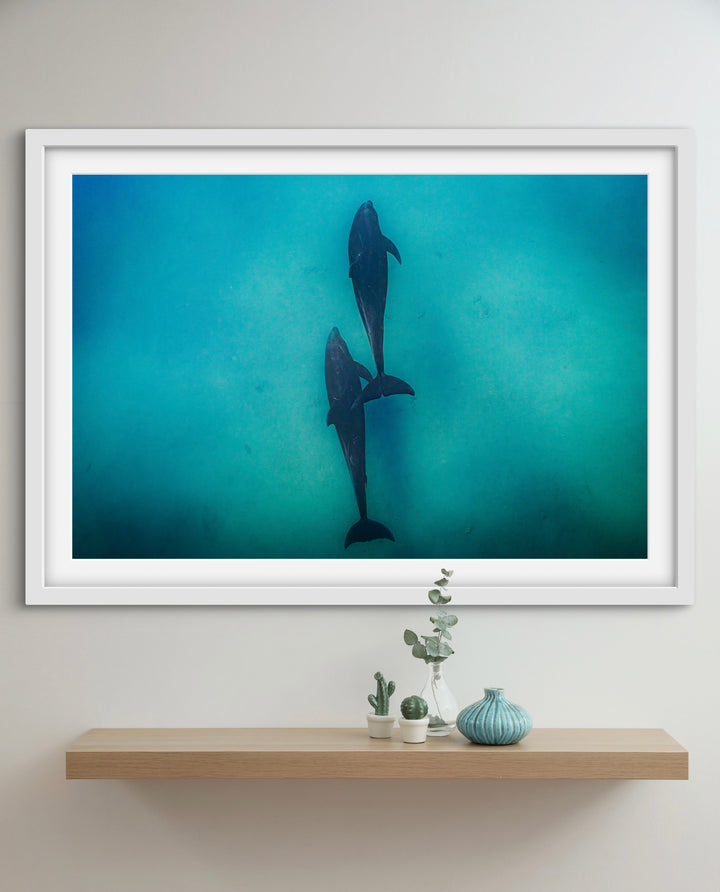 dolphin 2