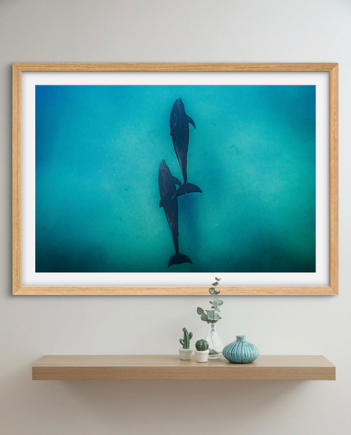 dolphin 2