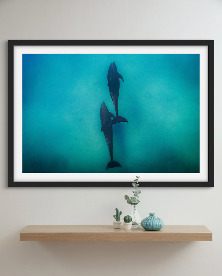 dolphin 2