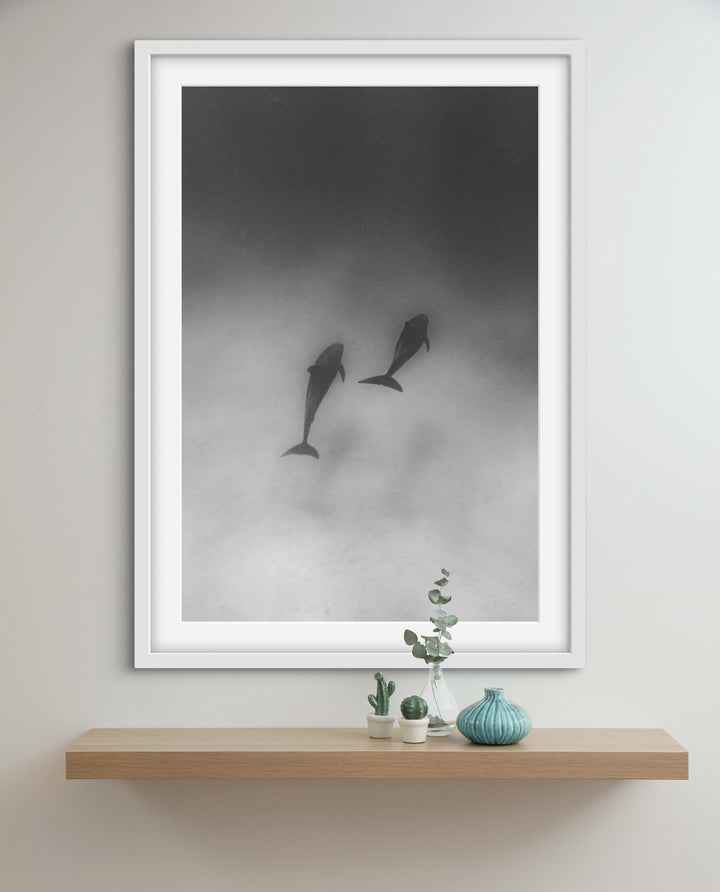 dolphin 3