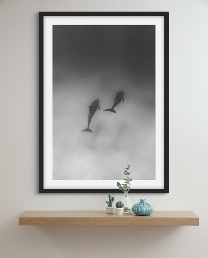 dolphin 3