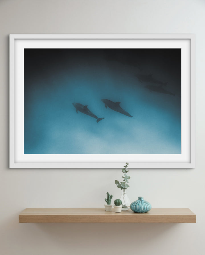 dolphins 1