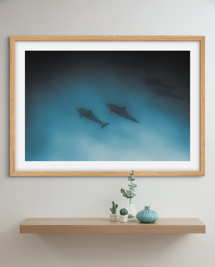 dolphins 1