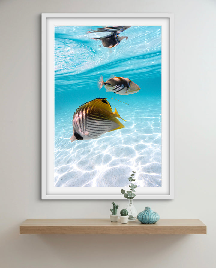tropical fish 2