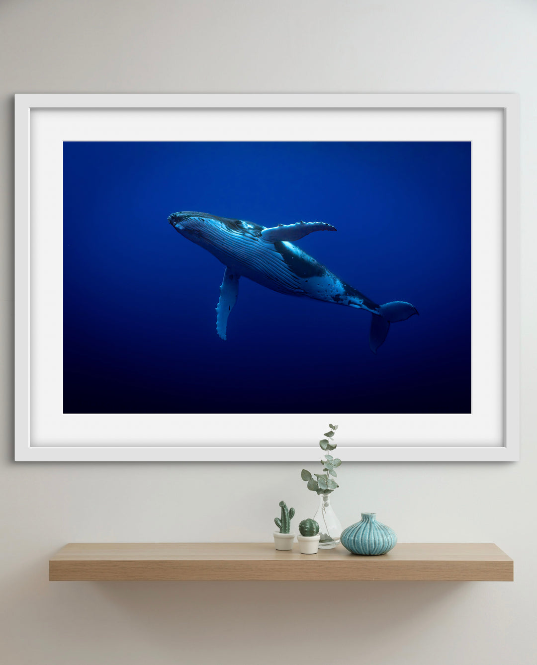humpback whale 1