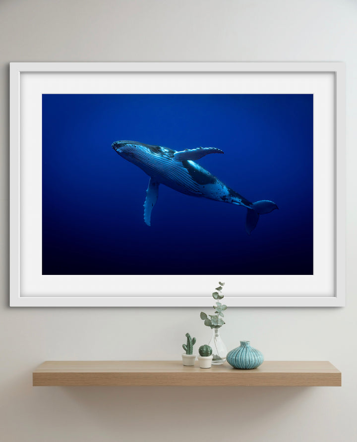 humpback whale 1