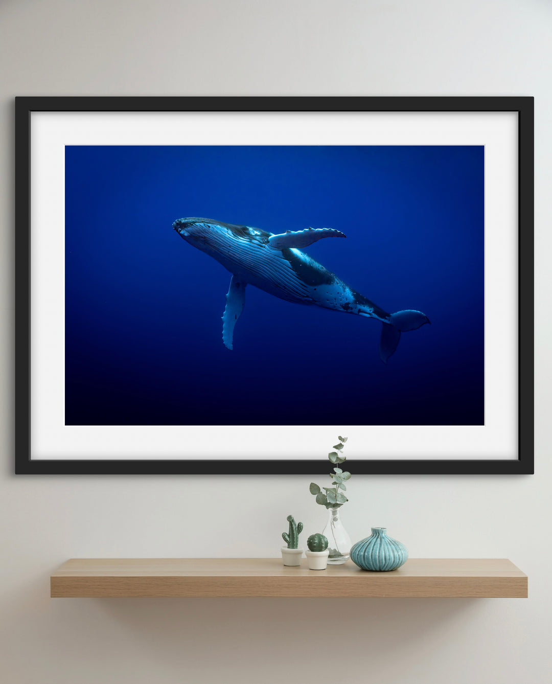 humpback whale 1