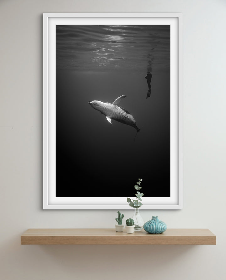 humpback whale 8