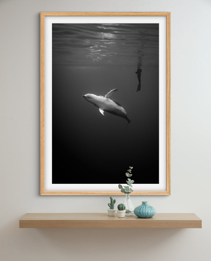 humpback whale 8