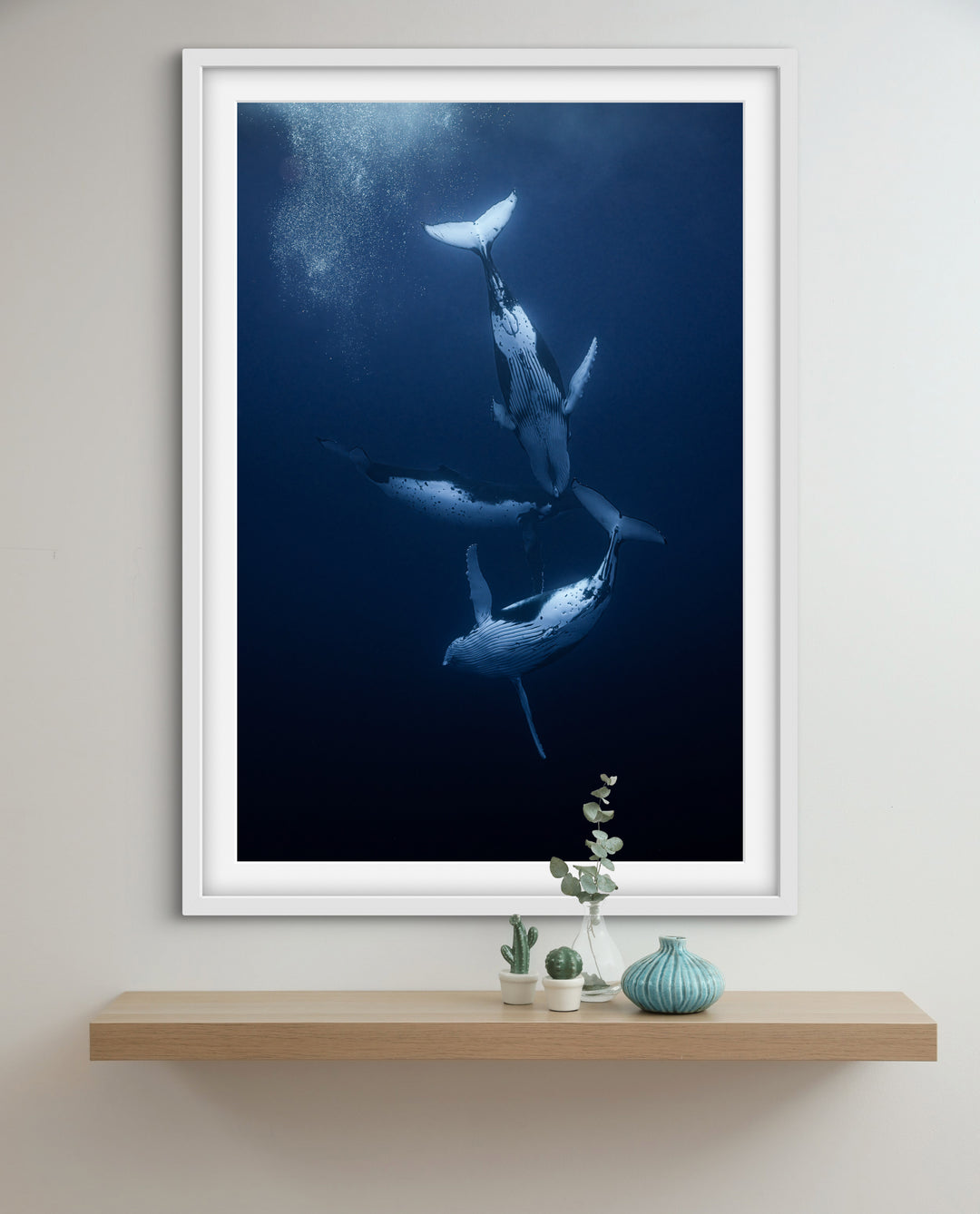 humpback whale 7