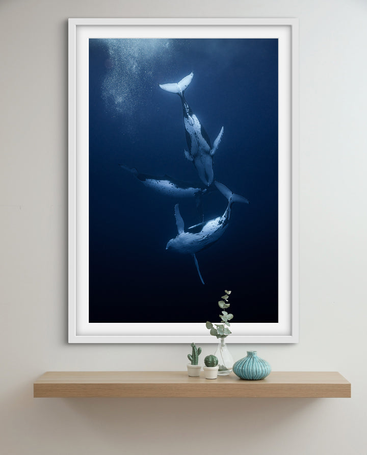 humpback whale 7