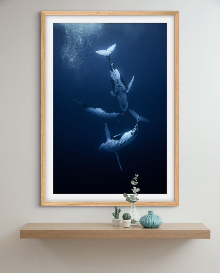 humpback whale 7