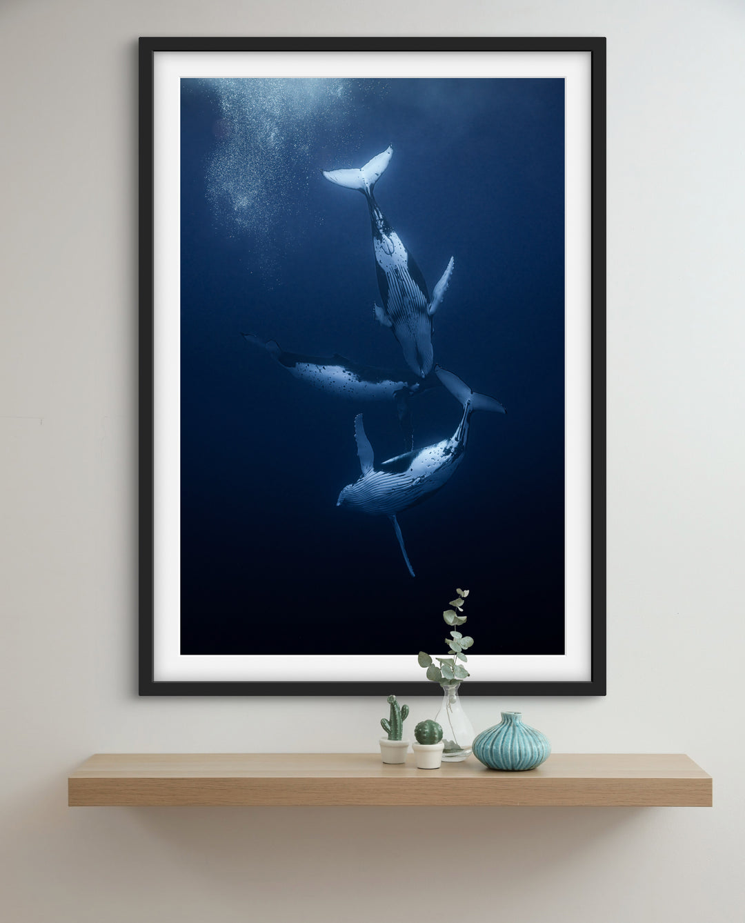 humpback whale 7