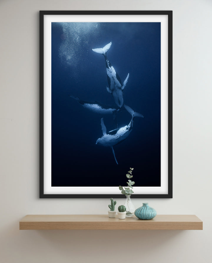 humpback whale 7