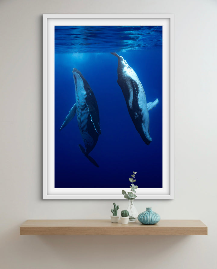 humpback whale 6