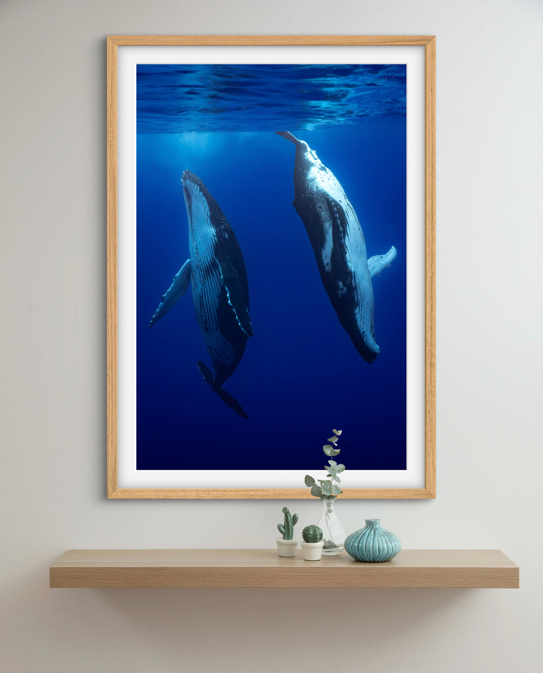humpback whale 6