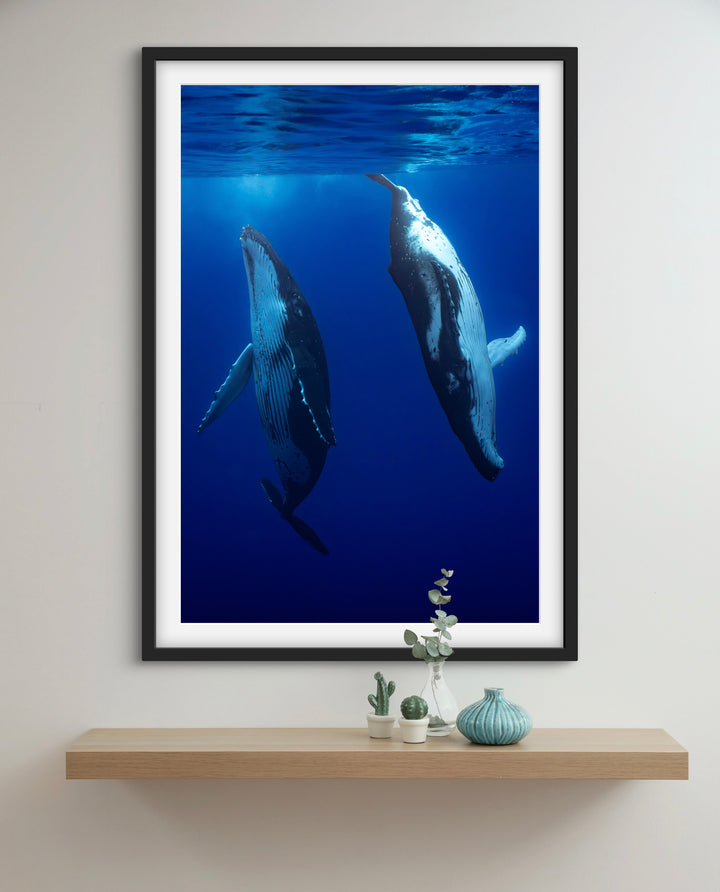 humpback whale 6