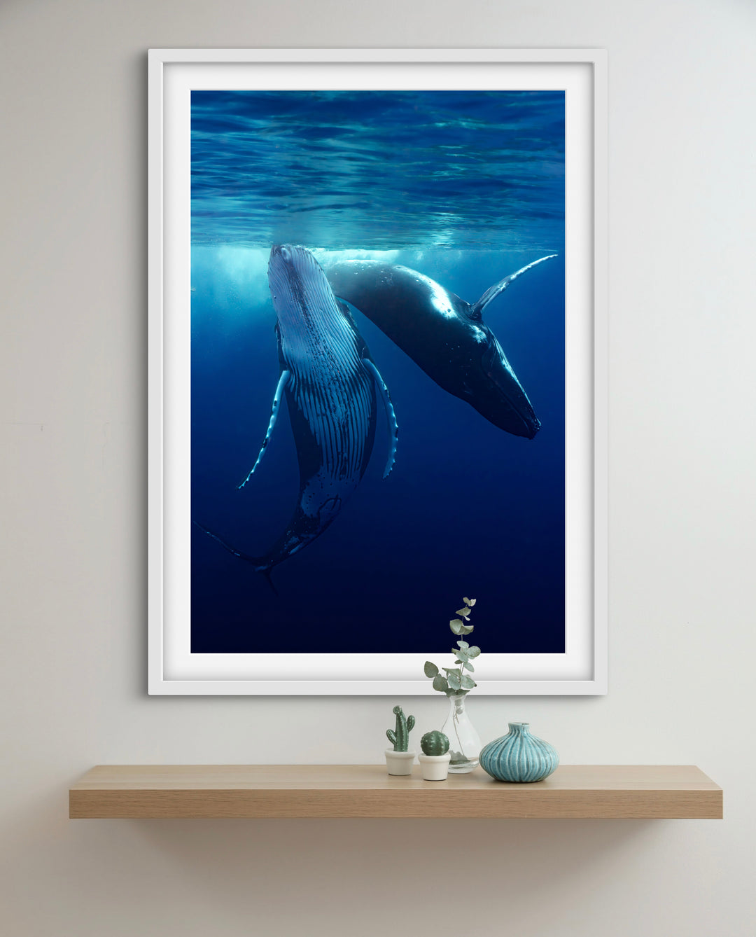 humpback whale 5