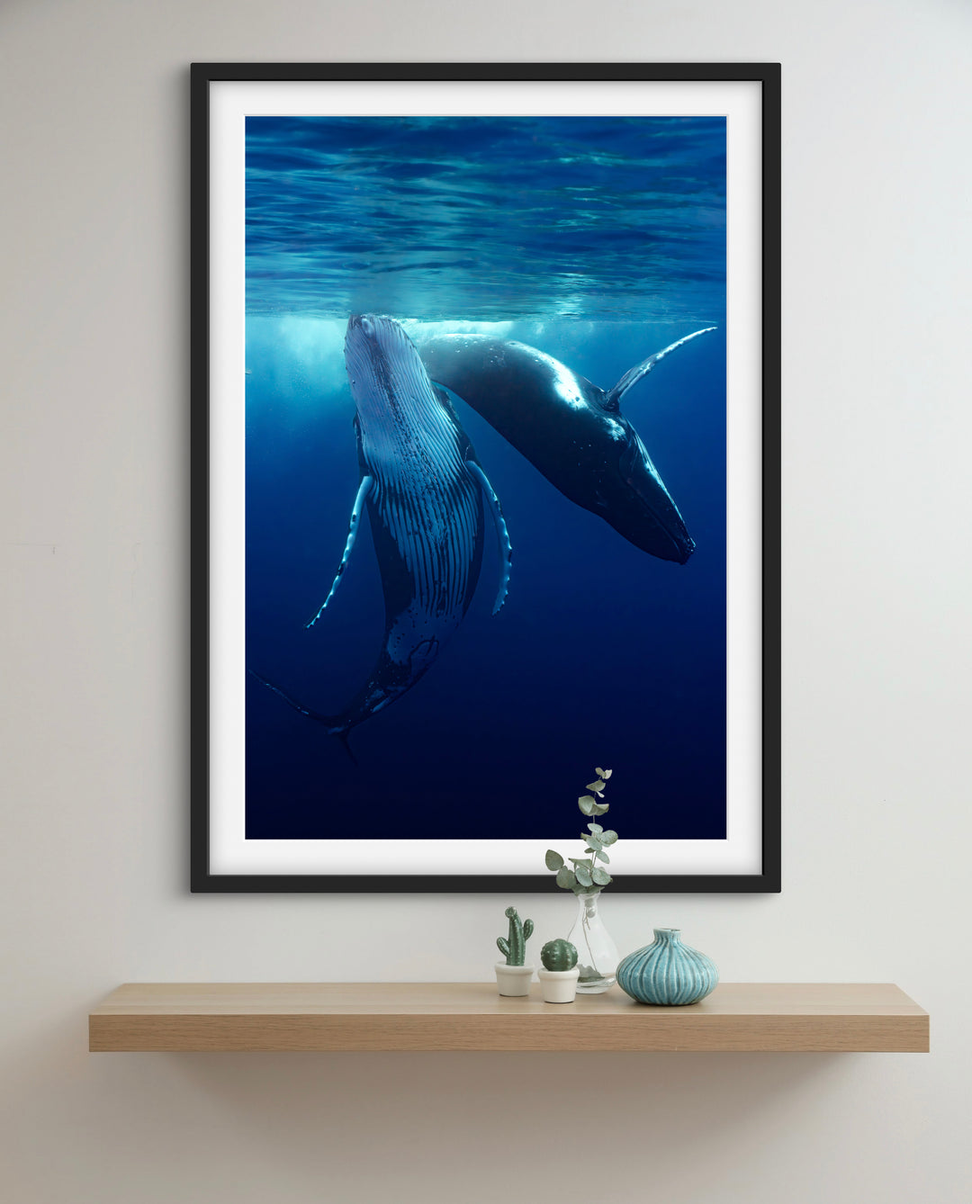 humpback whale 5
